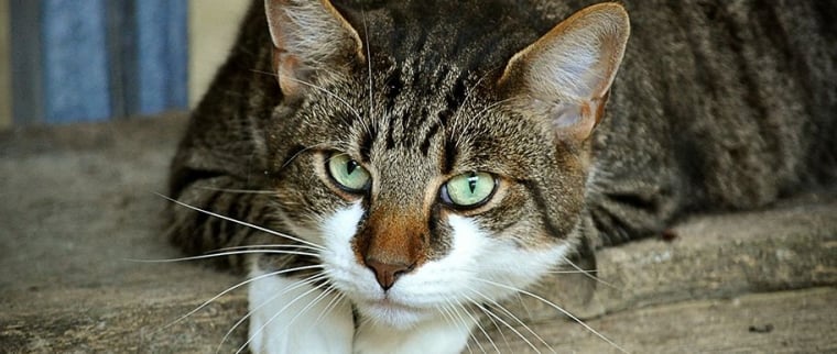 fibrosarcome du chat